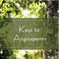 Keys to Angiosperms Trees Are Key Keys to Angiosperms Trees Are Key